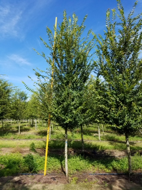 ulmus-alata-winged-elm-kalysta