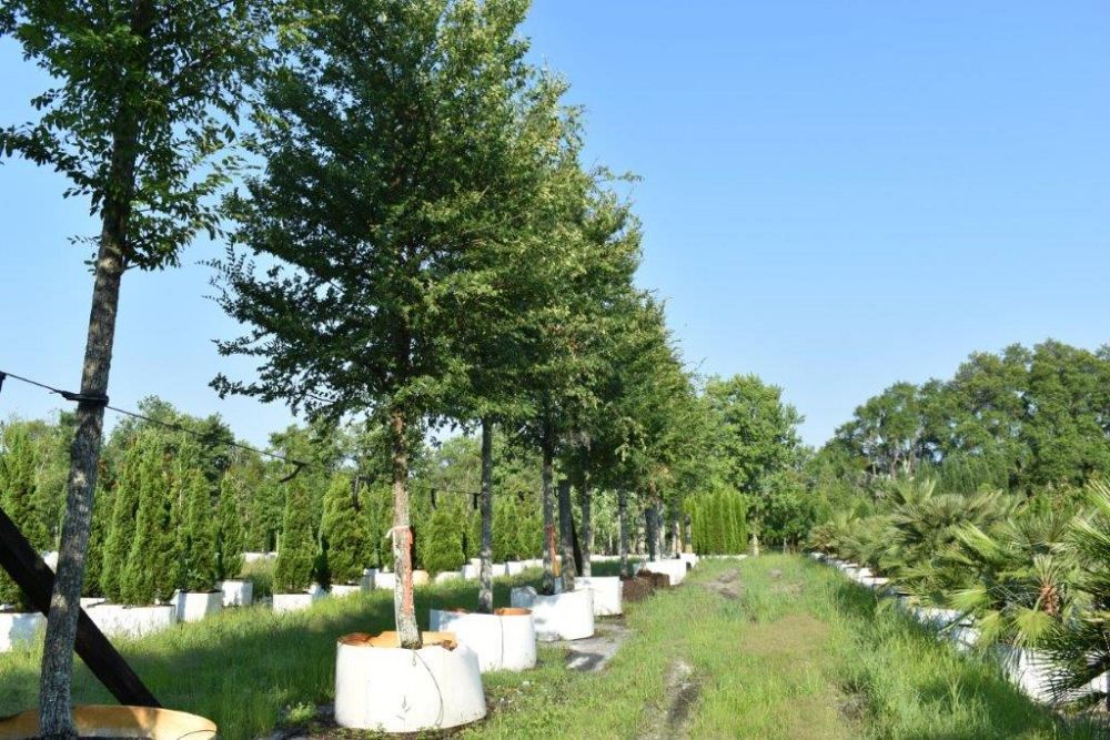 ulmus-alata-winged-elm-kalysta