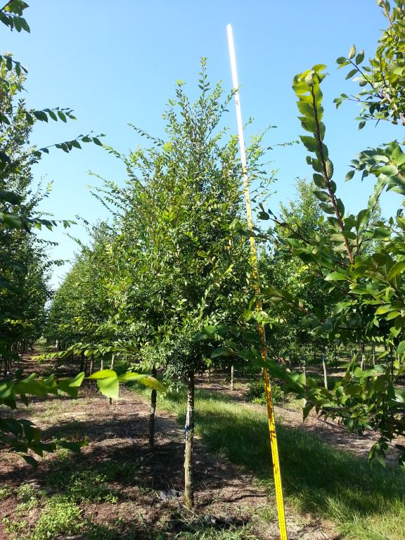 ulmus-alata-winged-elm-kalysta