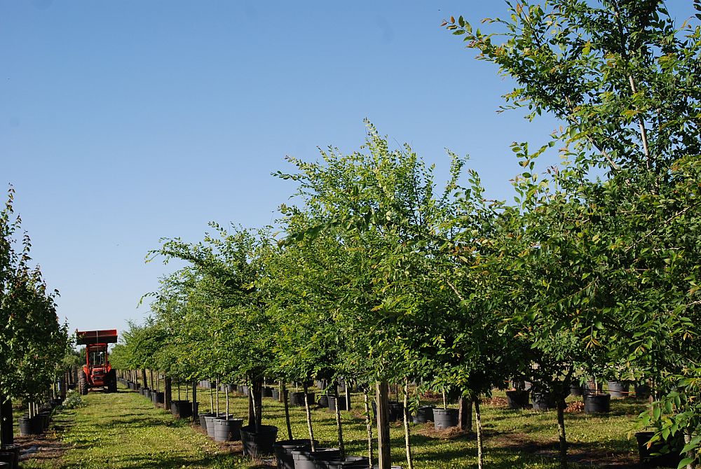 ulmus-alata-winged-elm-kalysta