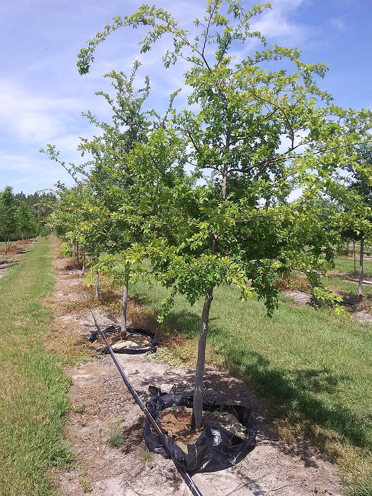 ulmus-alata-winged-elm-kalysta