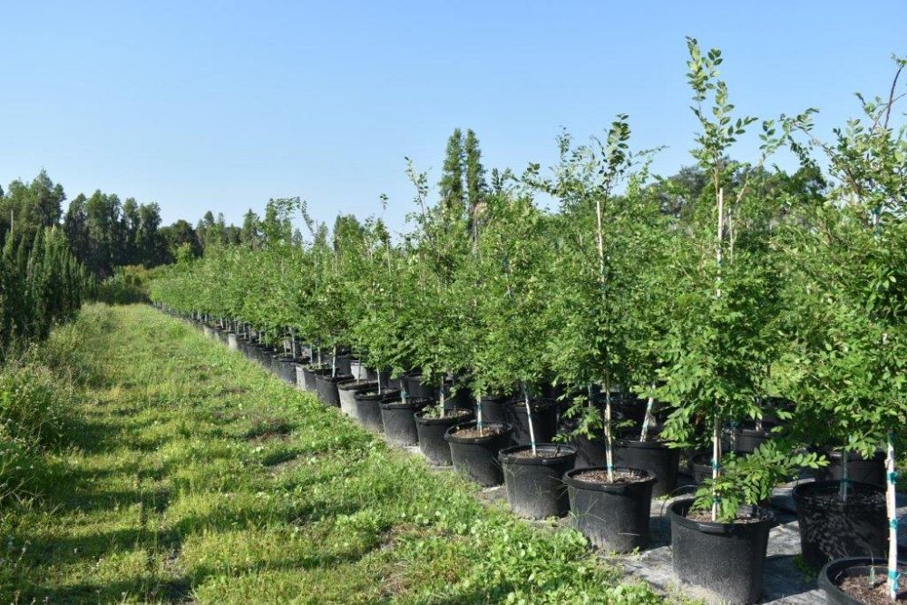 ulmus-alata-winged-elm-kalysta