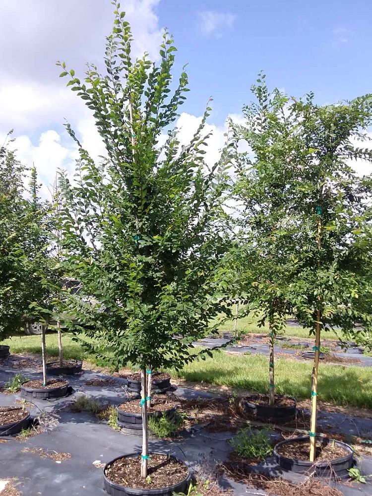 ulmus-alata-winged-elm-kalysta