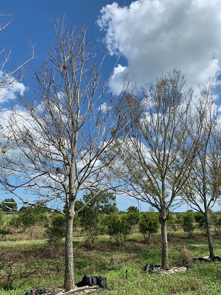 ulmus-alata-winged-elm-kalysta