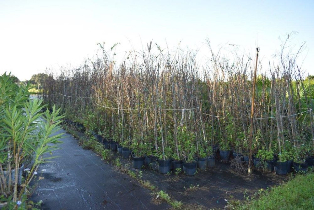 ulmus-alata-winged-elm-kalysta