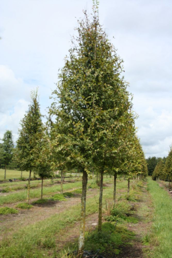 ulmus-alata-winged-elm-kalysta