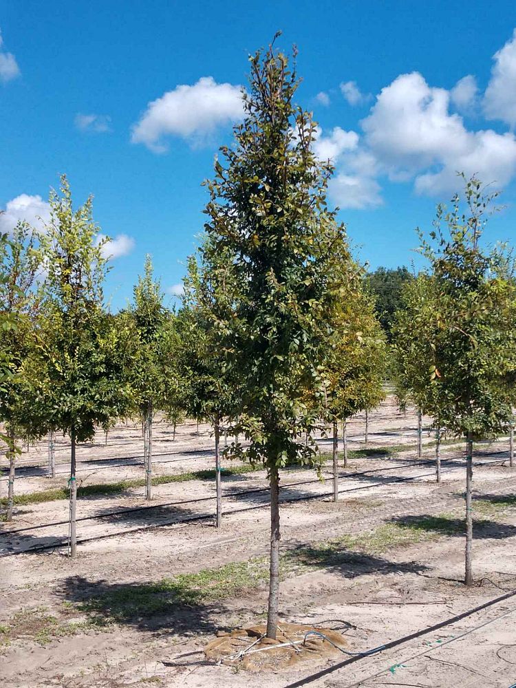 ulmus-alata-winged-elm-kalysta