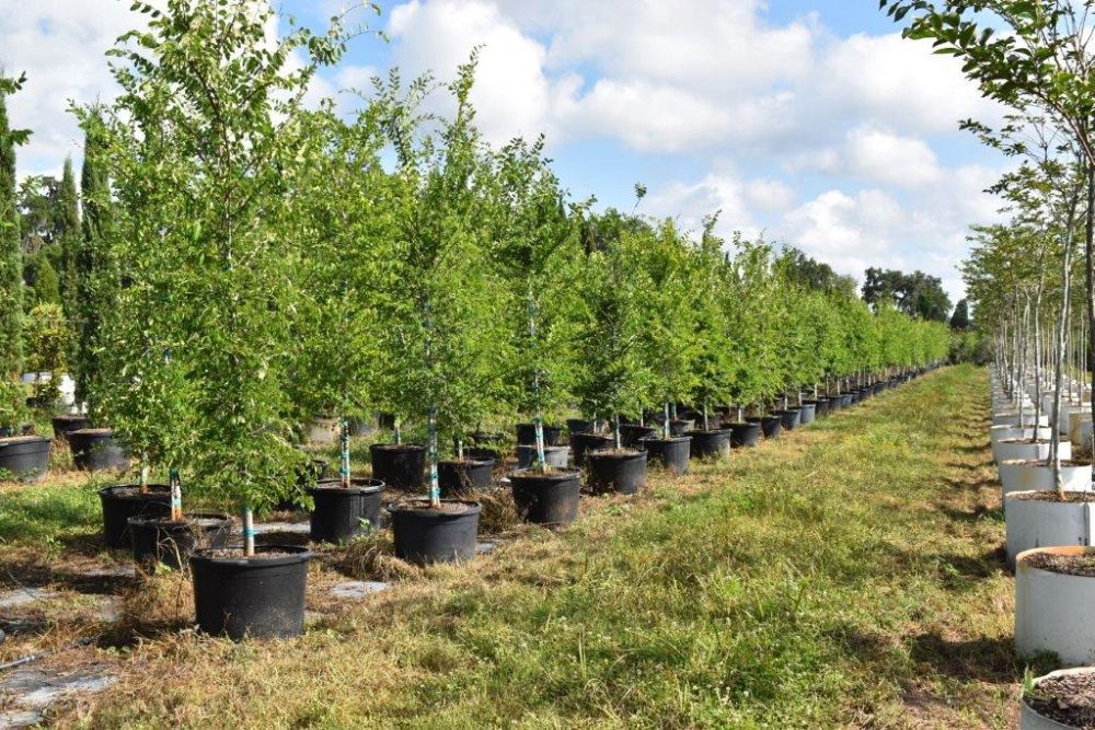 ulmus-alata-winged-elm-kalysta