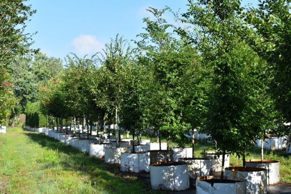 ulmus-alata-winged-elm-kalysta