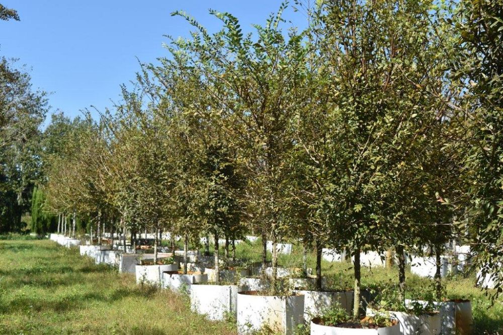 ulmus-alata-winged-elm-kalysta