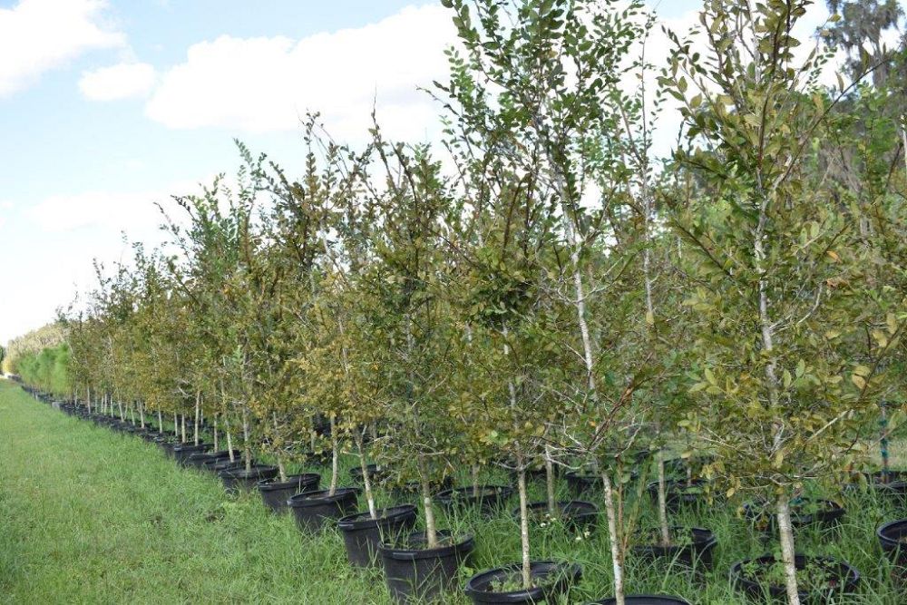 ulmus-alata-winged-elm-kalysta