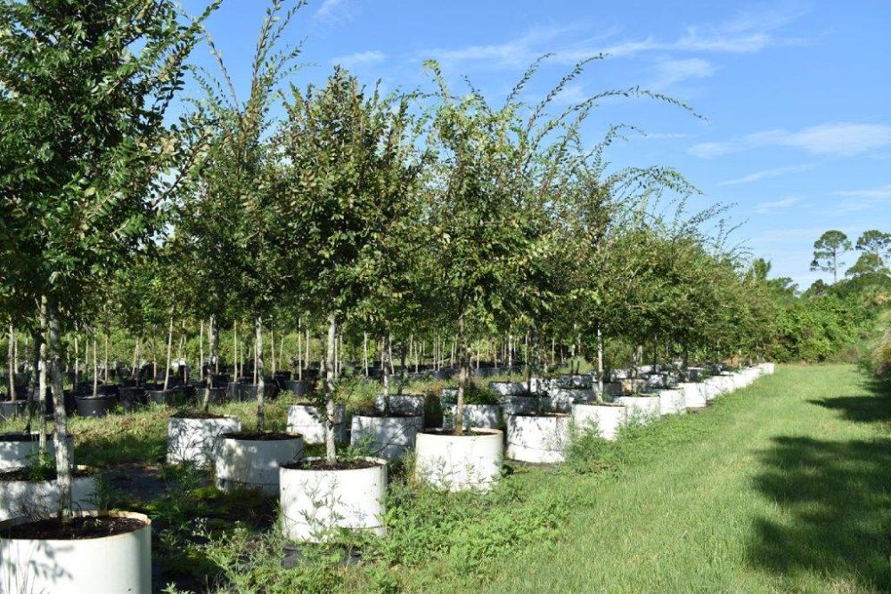 ulmus-alata-winged-elm-kalysta