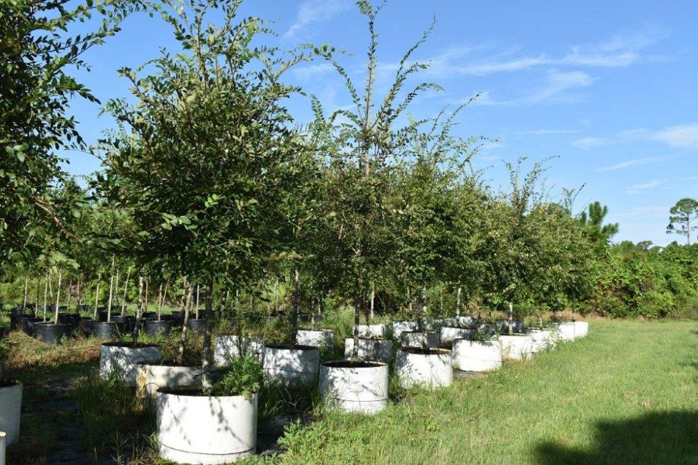 ulmus-alata-winged-elm-kalysta