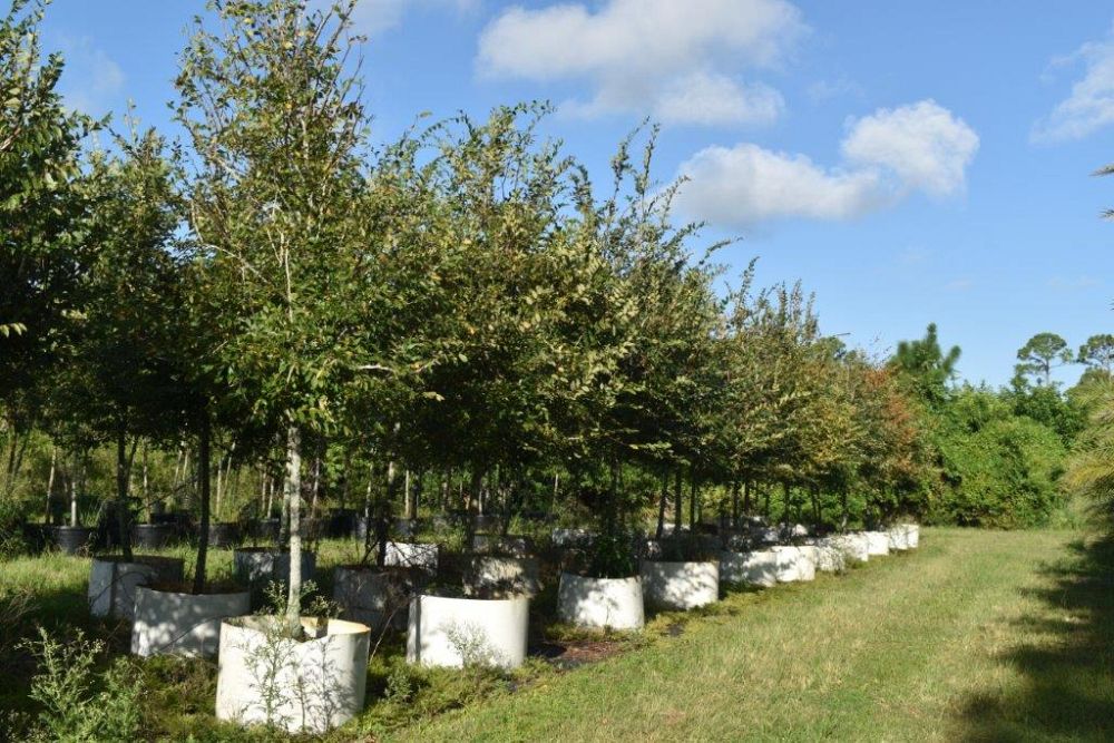 ulmus-alata-winged-elm-kalysta