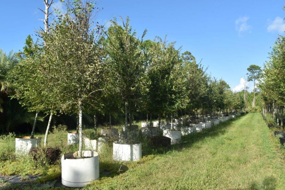 ulmus-alata-winged-elm-kalysta