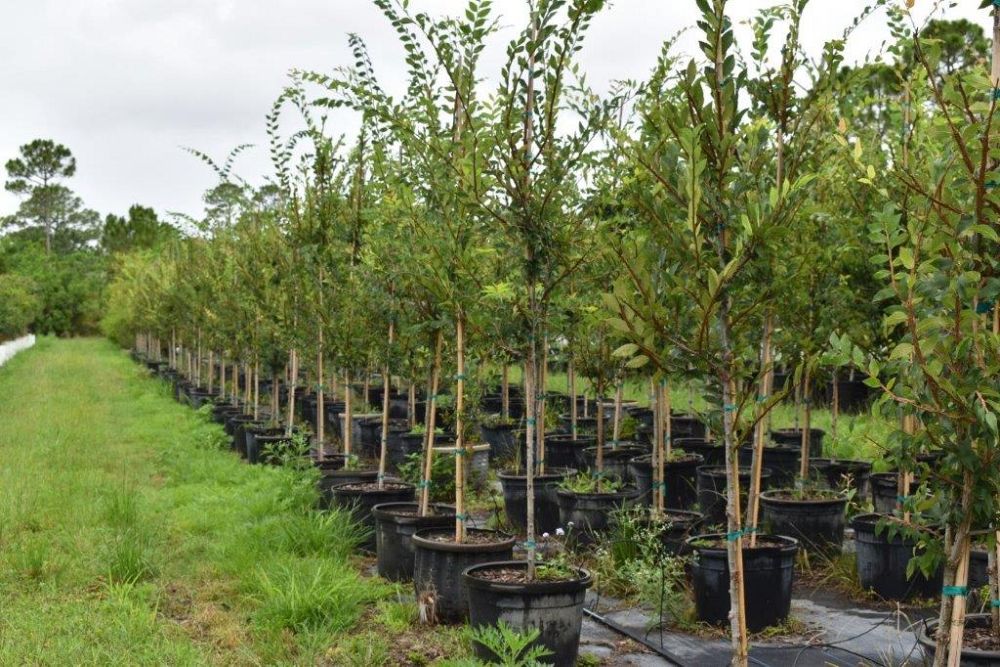 ulmus-alata-winged-elm-kalysta