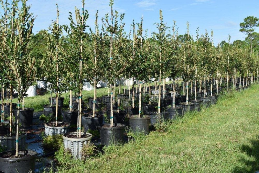 ulmus-alata-winged-elm-kalysta