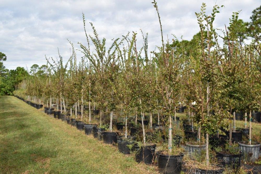 ulmus-alata-winged-elm-kalysta