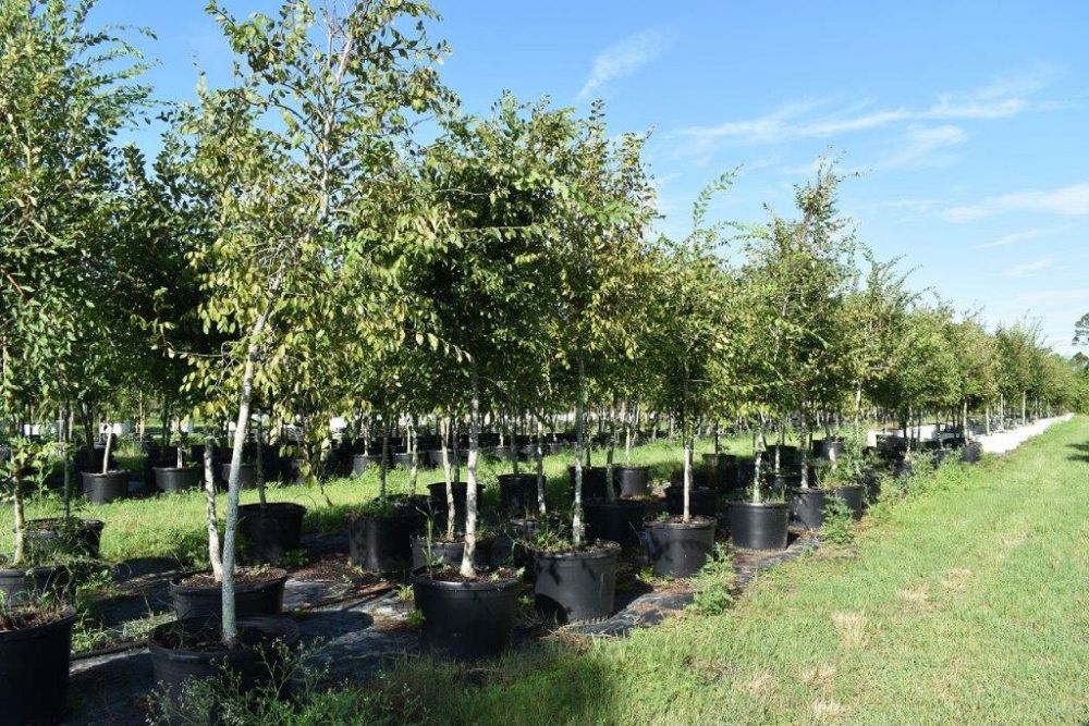 ulmus-alata-winged-elm-kalysta