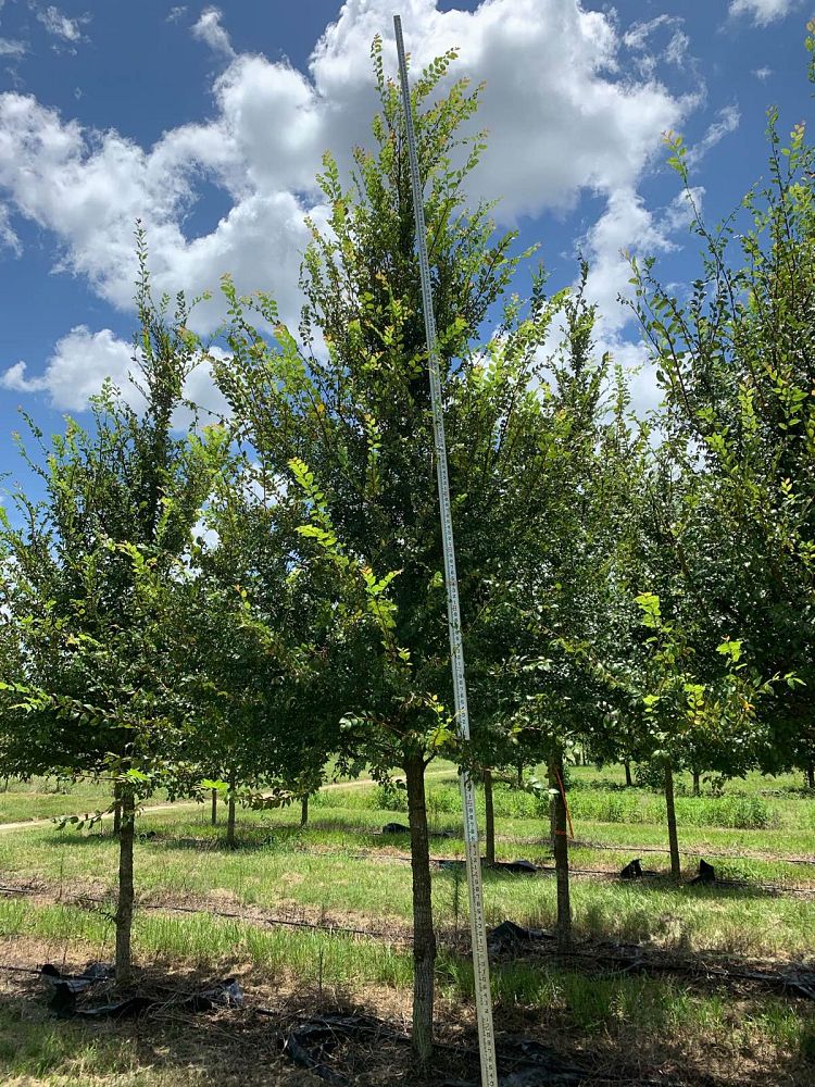 ulmus-alata-winged-elm-kalysta