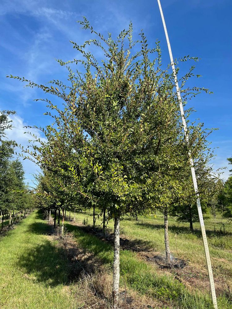 ulmus-alata-winged-elm-kalysta