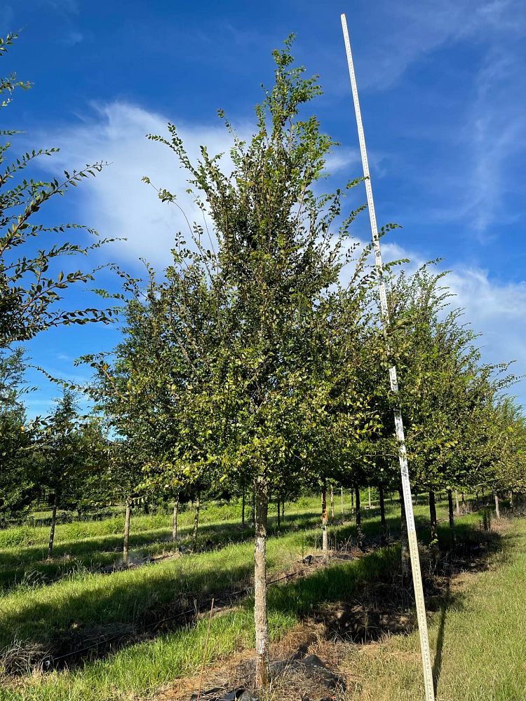 ulmus-alata-winged-elm-kalysta