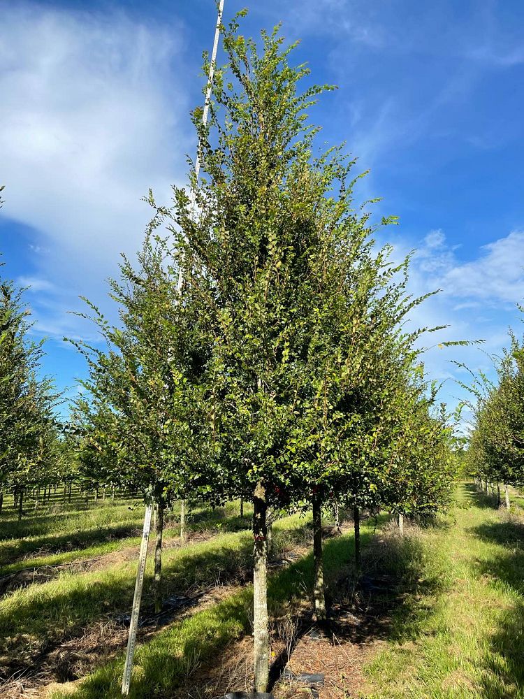 ulmus-alata-winged-elm-kalysta