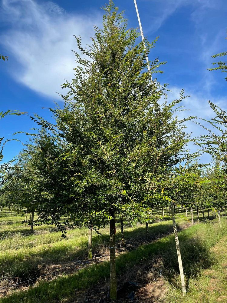 ulmus-alata-winged-elm-kalysta