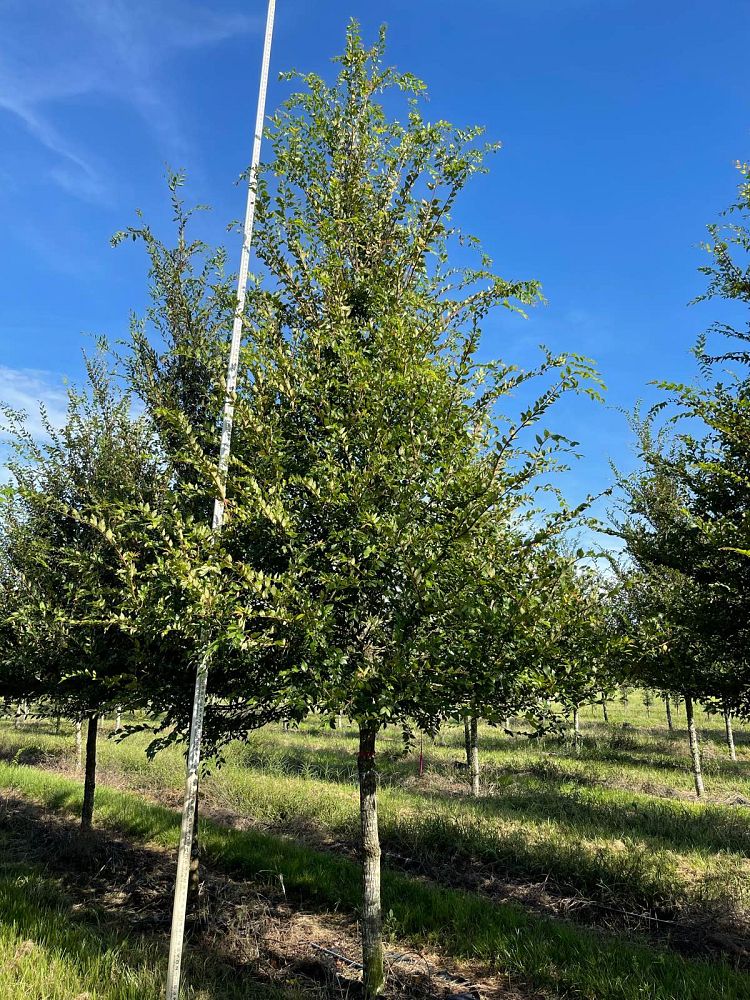 ulmus-alata-winged-elm-kalysta