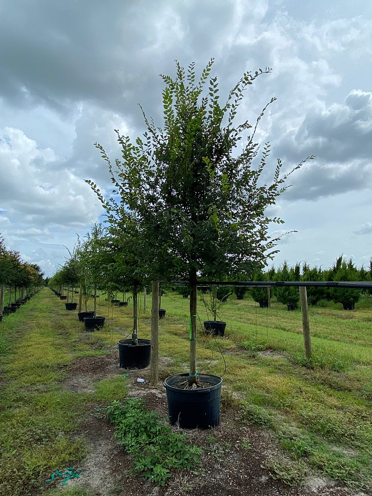 ulmus-alata-winged-elm-kalysta