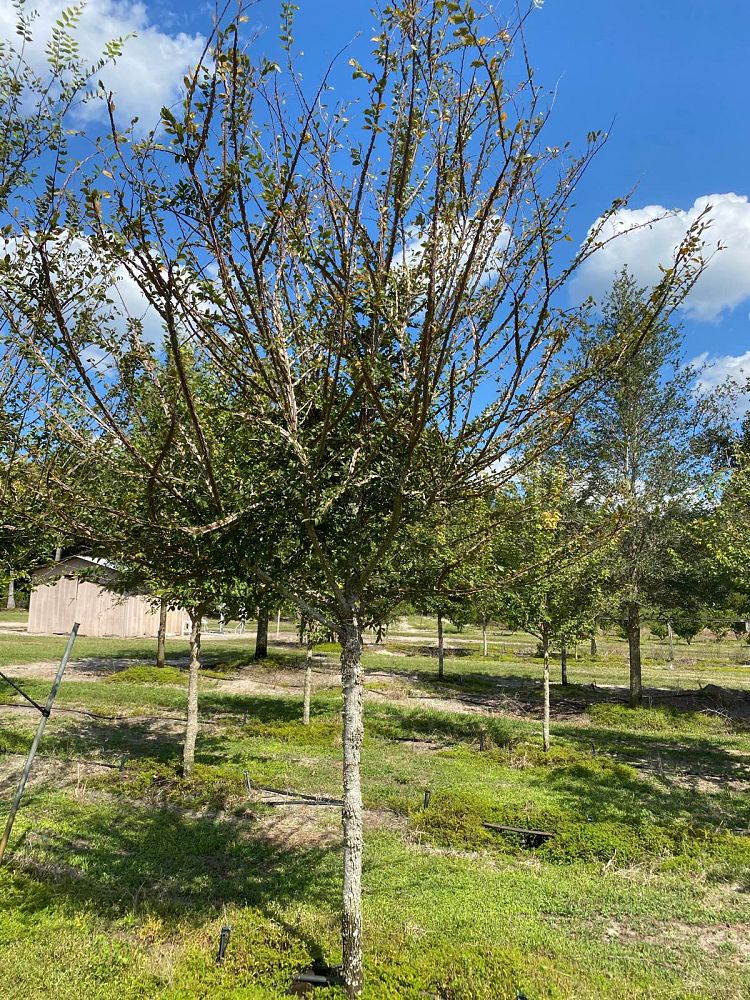 ulmus-alata-winged-elm-kalysta