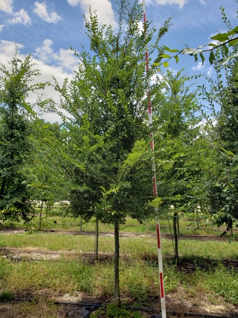 ulmus-alata-winged-elm-kalysta