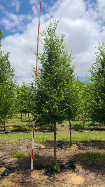 ulmus-alata-winged-elm-kalysta