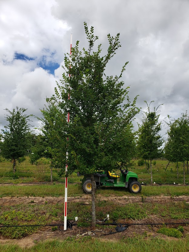 ulmus-alata-winged-elm-kalysta