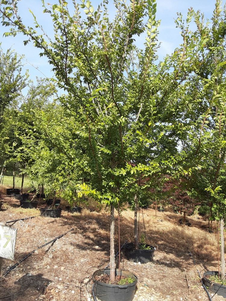 ulmus-alata-winged-elm-kalysta