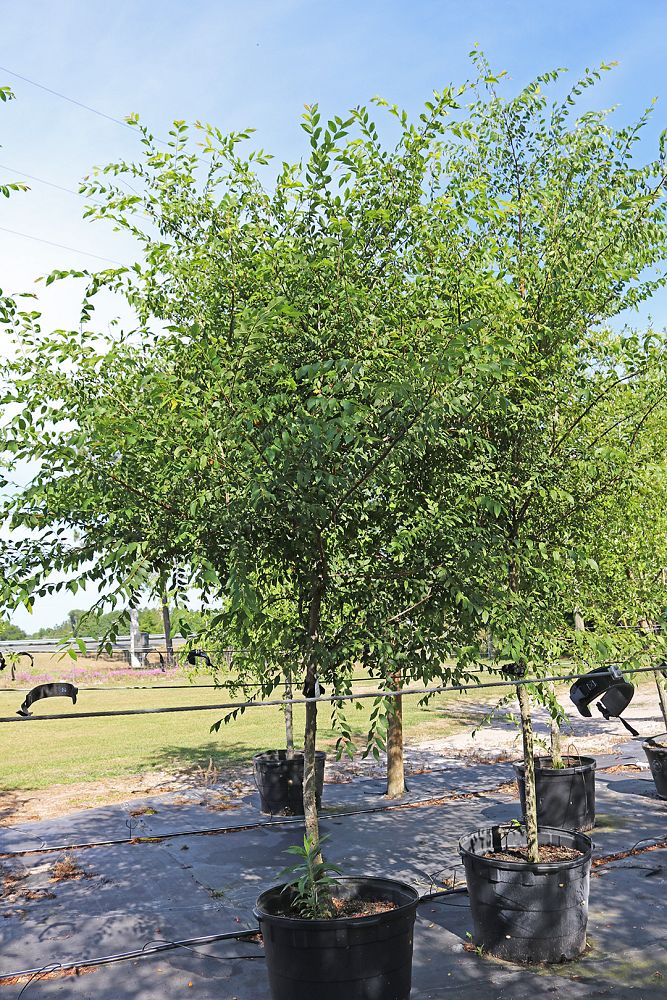 ulmus-alata-winged-elm-kalysta