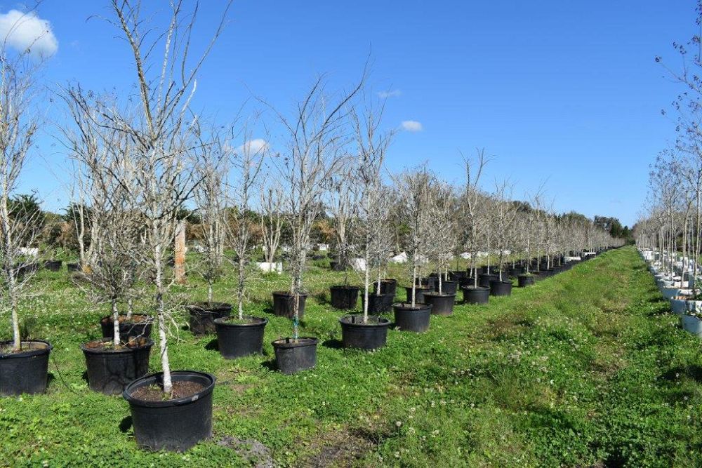 ulmus-alata-winged-elm-kalysta