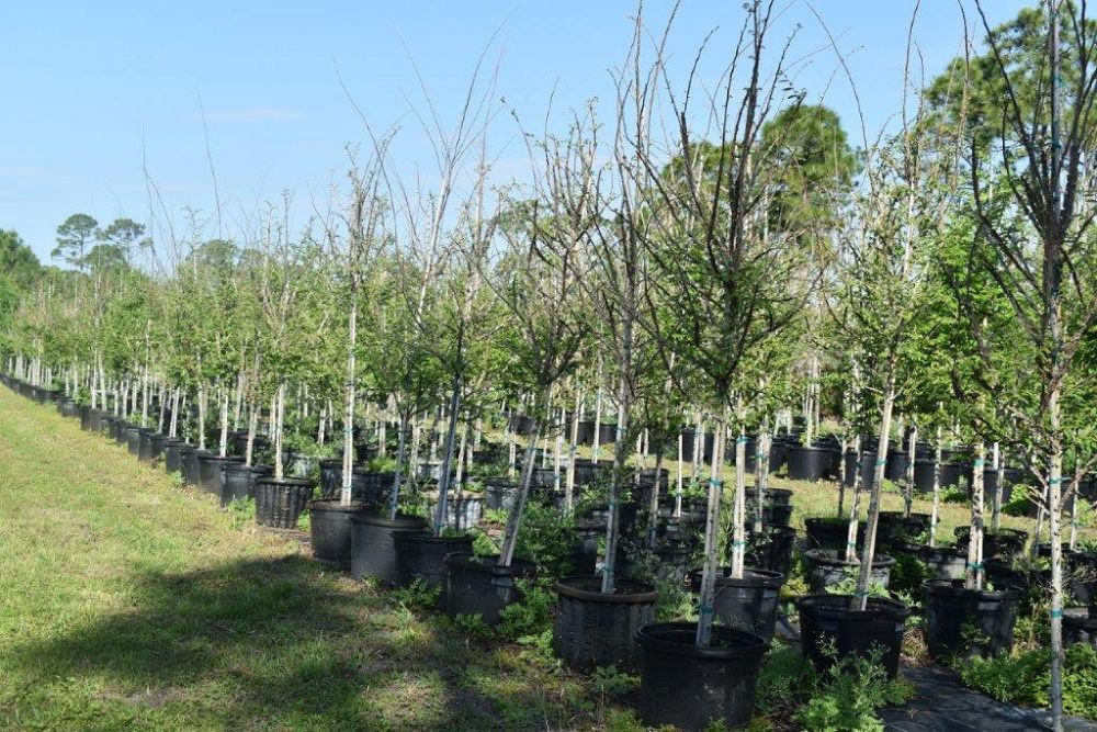 ulmus-alata-winged-elm-kalysta