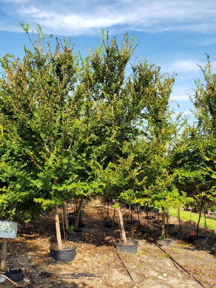 ulmus-alata-winged-elm-kalysta