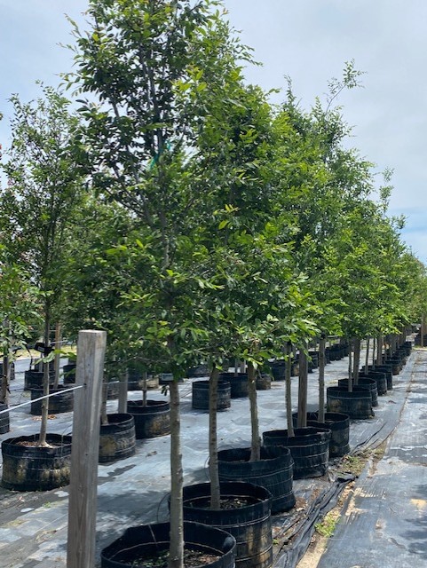 ulmus-alata-winged-elm-kalysta