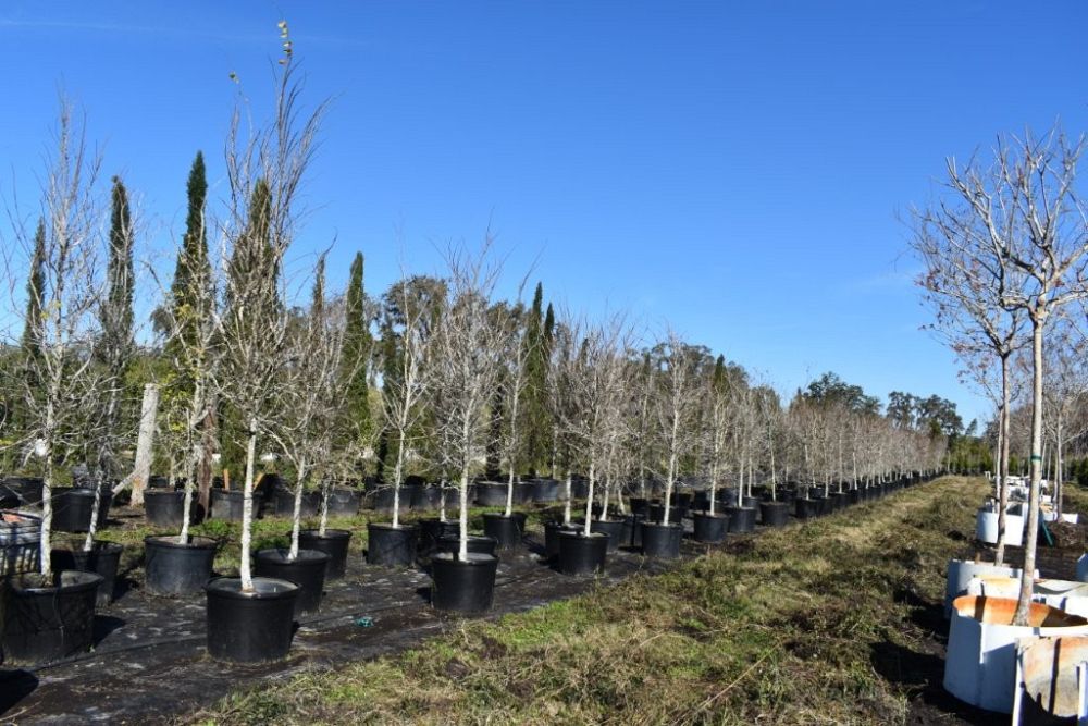 ulmus-alata-winged-elm-kalysta