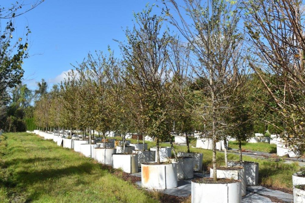 ulmus-alata-winged-elm-kalysta