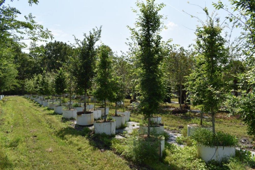 ulmus-alata-winged-elm-kalysta