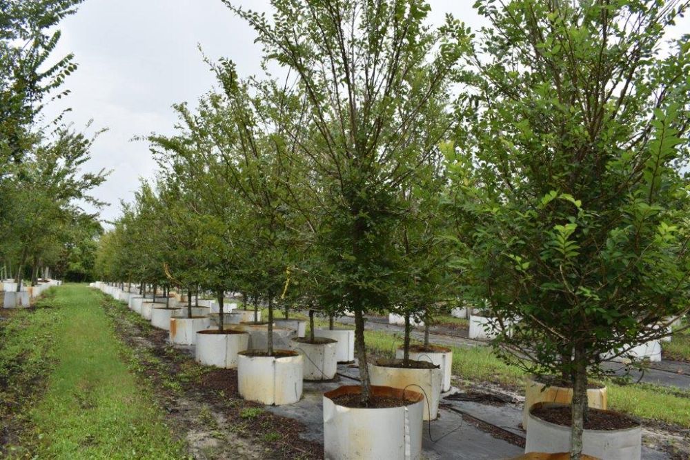 ulmus-alata-winged-elm-kalysta