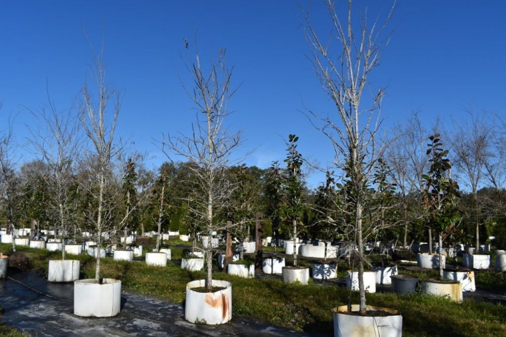 ulmus-alata-winged-elm-kalysta