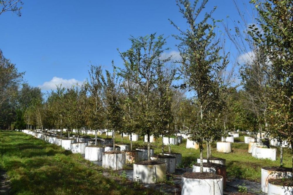 ulmus-alata-winged-elm-kalysta