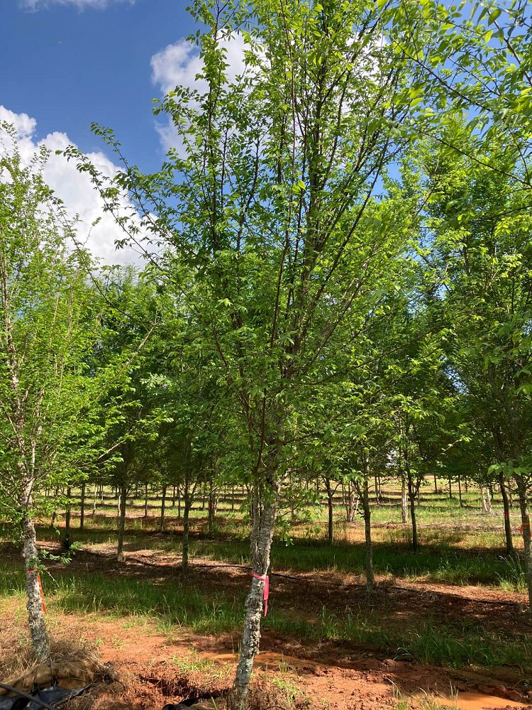 ulmus-alata-winged-elm-kalysta