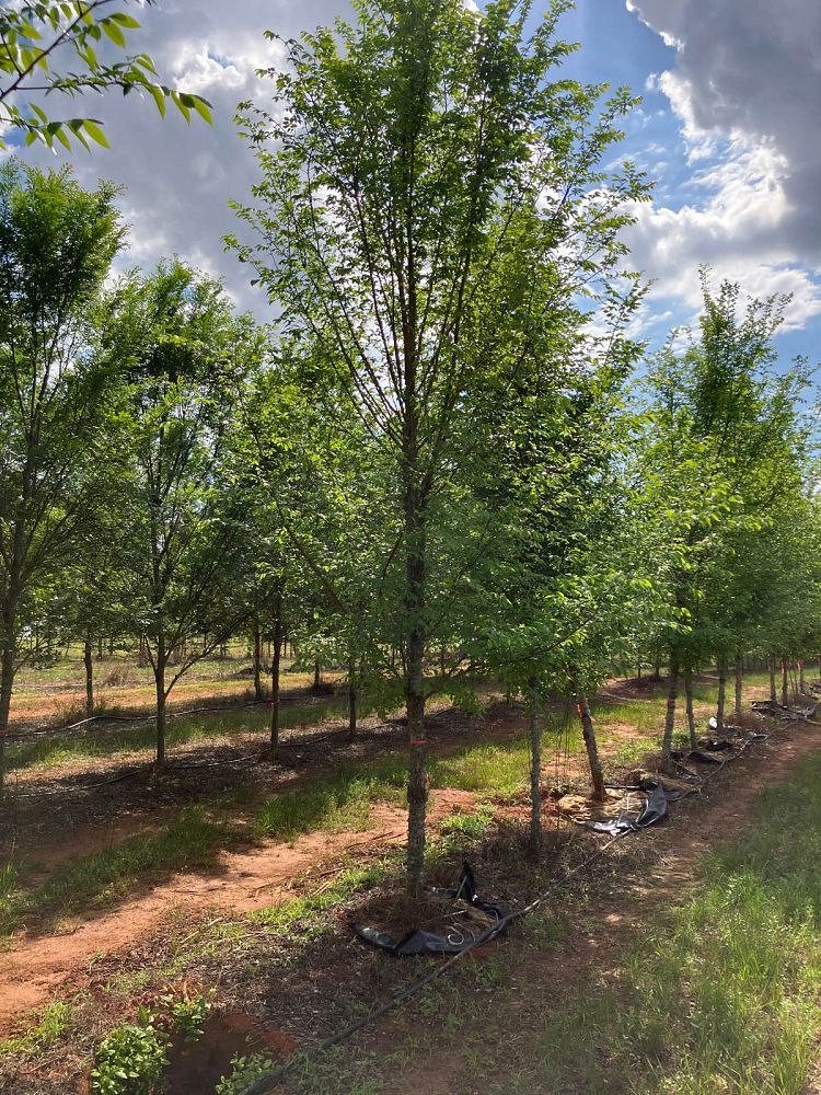 ulmus-alata-winged-elm-kalysta