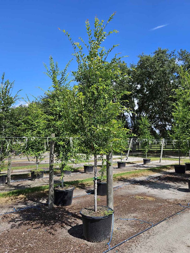 ulmus-alata-winged-elm-kalysta