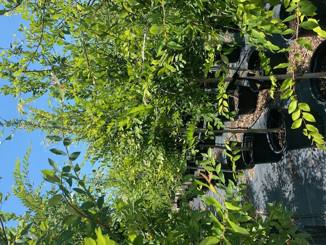 ulmus-alata-winged-elm-kalysta